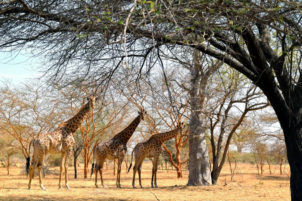Tre sjiraffer under et tre i Bandia-reservatet ved Sindia.