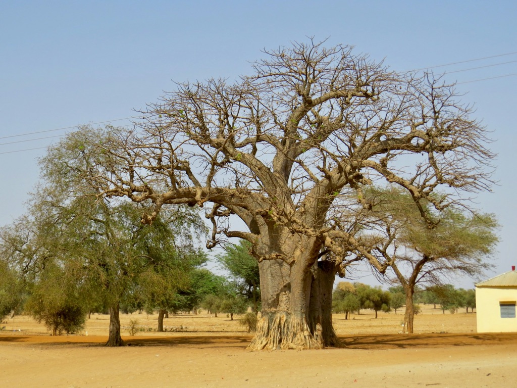 En stor baobab i et tørt landskap, med hus og trær bak.