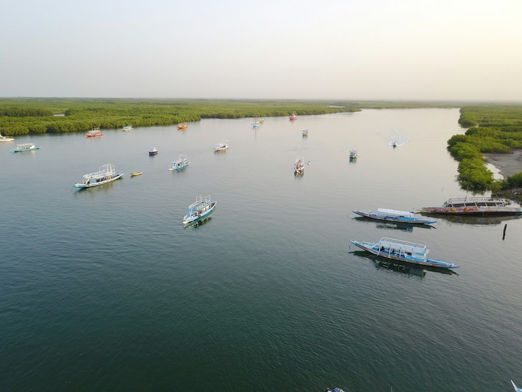 Småbåter på Gambia-elven med mangrove på begge sider.