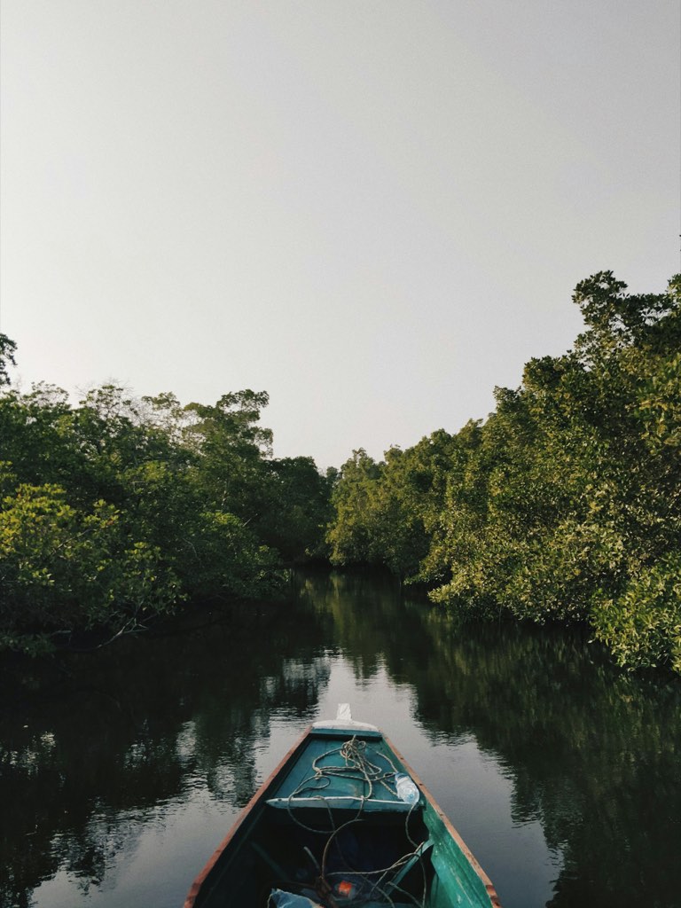 Baugen på en pirog på vei gjennom en kanal i mangroven, Sine-Saloum.